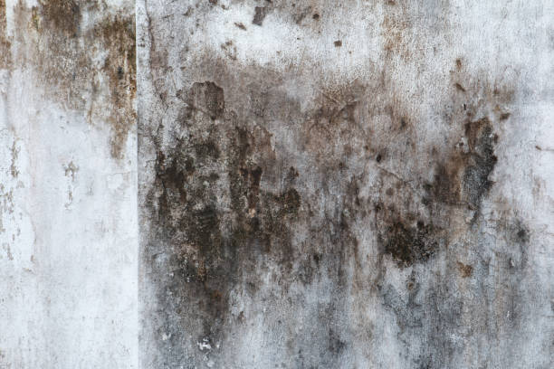 Best Basement Mold Removal  in Osceola Mills, PA