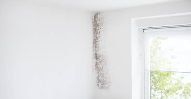 Mold Remediation for Vacation Homes in Osceola Mills, PA