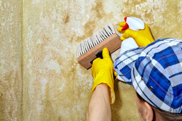 Best Mold Remediation for Vacation Homes  in Osceola Mills, PA