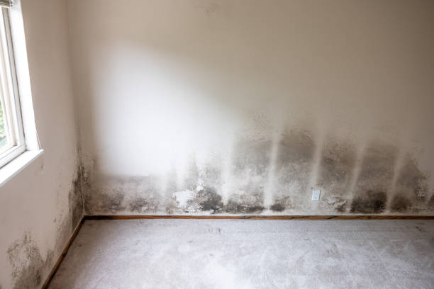 Biohazard Mold Removal in Osceola Mills, PA