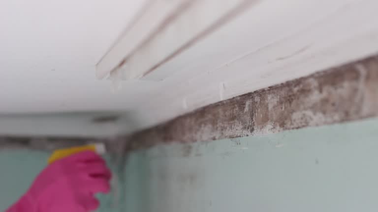 Best Real Estate Mold Inspection  in Osceola Mills, PA